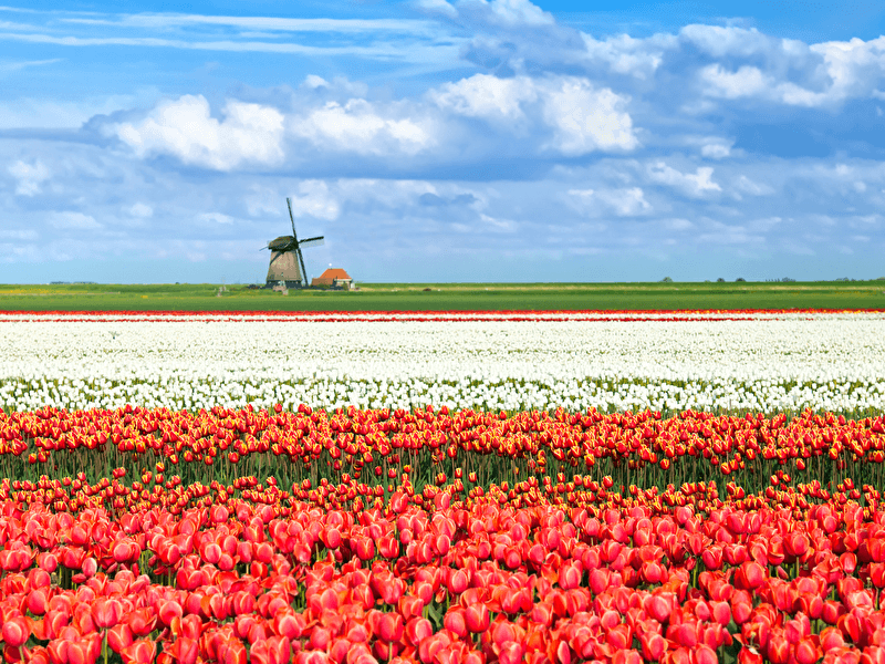 Kleurrijke tulpenvelden met een traditionele windmolen op de achtergrond onder een blauwe lucht.